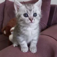 گربه بریتیش