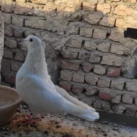 نر سفید کاکل میخ|پرنده|قم, گلزار|دیوار