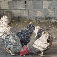 مرغ و خروس راک آمریکایی اصیل