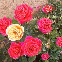 سیمکارت مشابه از ایرانسل همراه اول رایتل