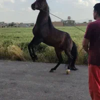 اسب