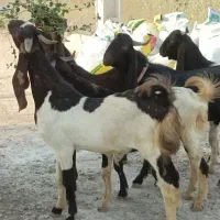 نر بزهای پاکستانی نژاد دوقلو هیکلی و ذات دار|حیوانات مزرعه|اهواز, شهدای انتظامی|دیوار