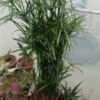 یک عد نخل مرداب 1مترو بیست وعدد خرگوشی|گل و گیاه طبیعی|شیراز, تحویلی|دیوار