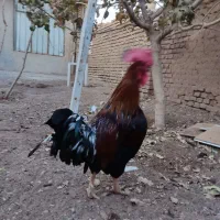 خروس سالم بزرگ|حیوانات مزرعه|سبزوار, جوادیه شرقی|دیوار