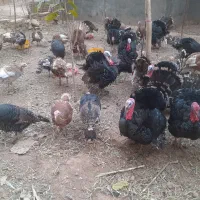 بقلمون|حیوانات مزرعه|قیدار, |دیوار