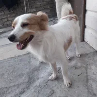 سگ بسیار زیبا وتمیز وحرف گوش کن