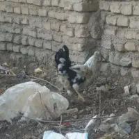 تخم گلین تازه|حیوانات مزرعه|علی‌آباد کتول, |دیوار