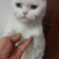 گربه اسکاتیش ماده