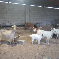 بز کهردار و ابستن و بره و میش بردار