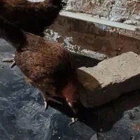 جوجه محلی ۴ ماهه|حیوانات مزرعه|آبیک, |دیوار