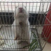 خرگوش بازیگوش