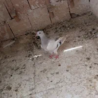 کبوتر دم سفید و خال دم پاک مفت مفت