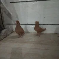 جفت دم سفید شعمک تخت
