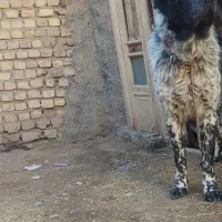 نر قدرجونی خاسگری سبز جهت کشش