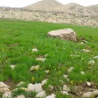 گیاهی هست برای نازایی و تعیین جنسیت