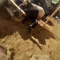 میش بره دار|حیوانات مزرعه|مرودشت, ولایت|دیوار