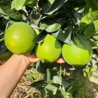 فروش پرتعال کاراکارا انشو وپیج