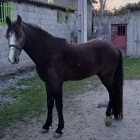 اسب یورقه سردمگیر|اسب و تجهیزات اسب‌سواری|آمل, |دیوار