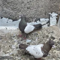 کبوتر|پرنده|اردکان, |دیوار