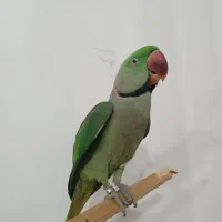 شاه طوطی|پرنده|قروه, |دیوار