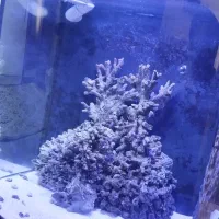 آکواریوم آب شور سفارشی ماهیران|ماهی|میانه, |دیوار