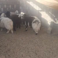 فروش بره چاق نر و ماده|حیوانات مزرعه|بختگان, |دیوار