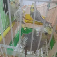 ۵ عدد عروس هلندی|پرنده|میانه, |دیوار