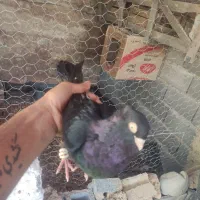 کبوت زاغ ابادانی درجه یک