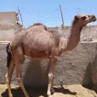 شتر حق نر جوان پلواری