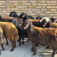 ۱۰ راس بره ماده قزل افشار