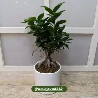 بنسای فیکوس جنسینگ سرسبز
