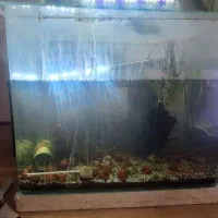 سه عدد اکواریوم|ماهی|اصفهان, کوی سپاهان|دیوار