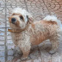 سگ شیتزو تریر نر