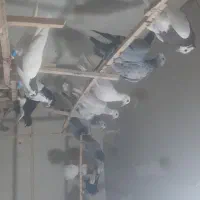 ۶۰تا پرشی|پرنده|تاکستان, |دیوار