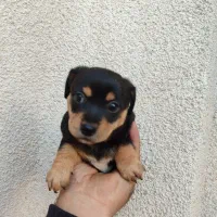 سگ پینچر دوبرمن مینیاتوری|سگ|کرمانشاه, |دیوار