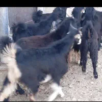 کهره ماده ترکی اتیغه کولار بز
