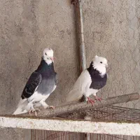 تعدادی کبوتر شهرستان|پرنده|گنبد کاووس, |دیوار