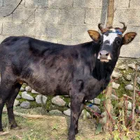 گاو لیشه ۷ ماه شکم تضمینی