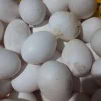 تخم مرغ خانگی