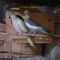 عروس هلندی سخنگو و کبوتر طوق هفترنگ