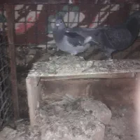 پلاکی برتر|پرنده|اصفهان, بوستان زاینده رود|دیوار