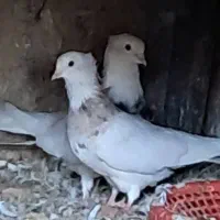 طوقی|پرنده|کلاله, |دیوار