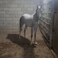 کره مادیون عرب یکسر|اسب و تجهیزات اسب‌سواری|ماهان, |دیوار