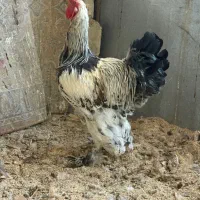 خروس محلی و خروس برهما|حیوانات مزرعه|مشکین‌دشت, |دیوار