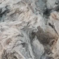 پشم گوسفند