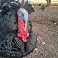 بوقلمون نر محلی|حیوانات مزرعه|الشتر, |دیوار