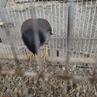 مرغ مینا|پرنده|رامیان, |دیوار