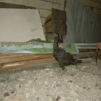 خروس لاری و مرغ|حیوانات مزرعه|الوند, |دیوار