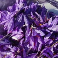 زعفران لرستان عیار 420 گرید A+|خوردنی و آشامیدنی|تهران, منیریه|دیوار