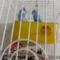 مرغ عشق|پرنده|بزینه رود, |دیوار